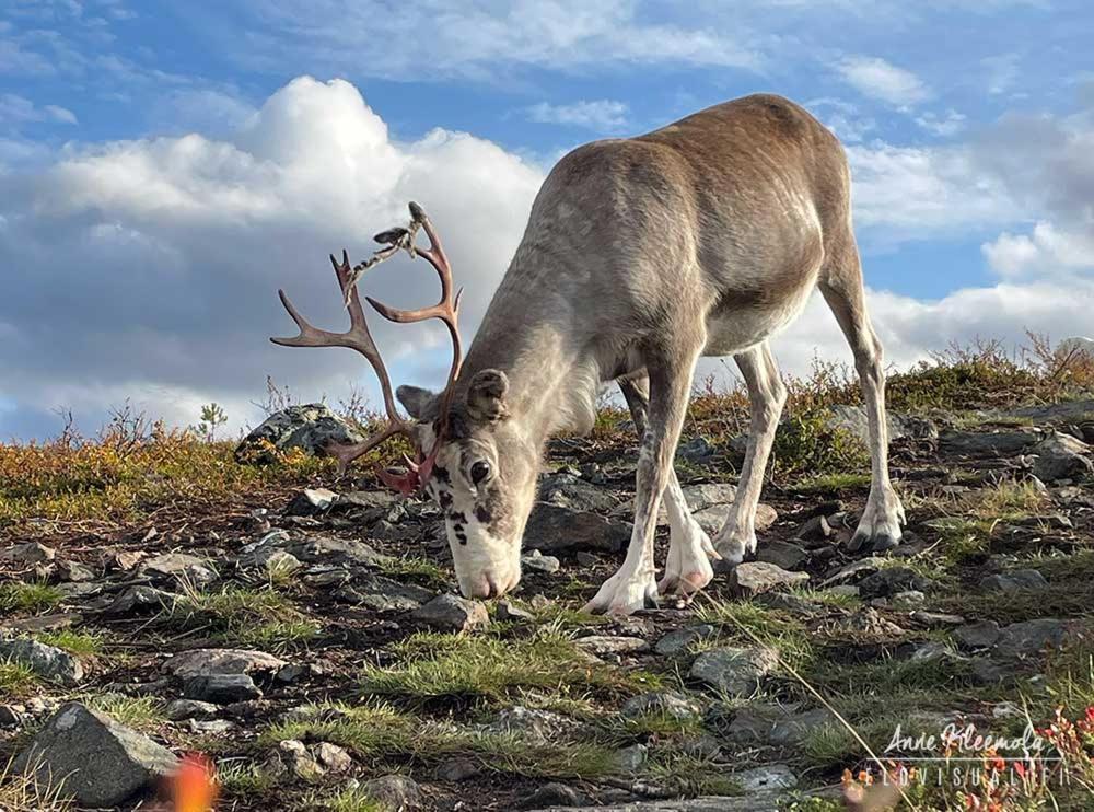 Milis Chalet Ylläsjärvi Dış mekan fotoğraf